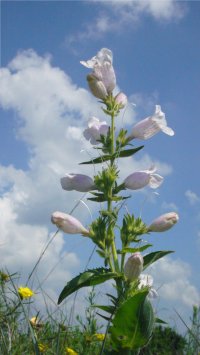 Prairie Foxglove at Simpson Prairie by Lisa Spangler